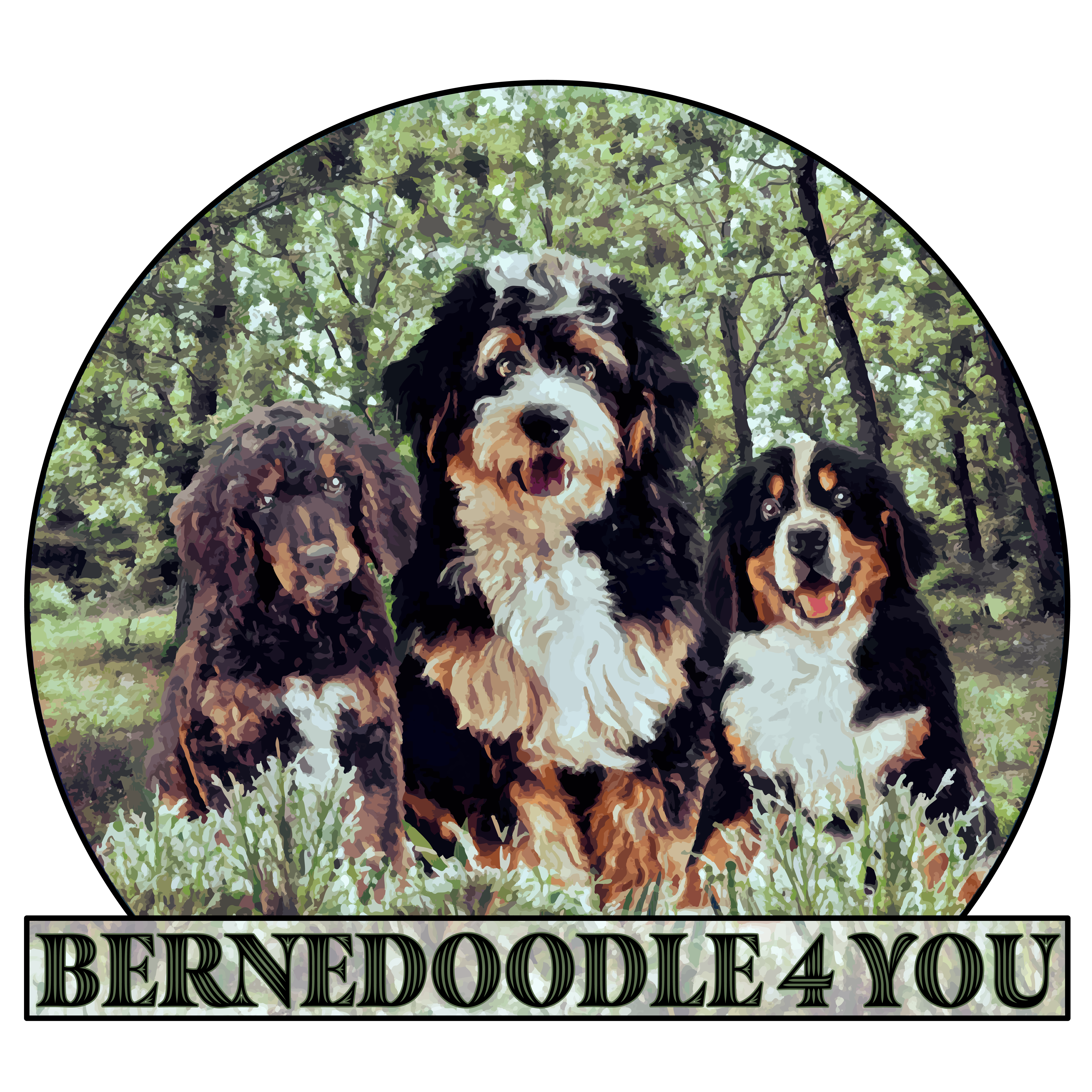 Bernedoodle 4 You!